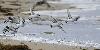 La marée monte : les oiseaux volent vers les bancs de sable proches du rivage. Des Bécasseaux sanderling ...