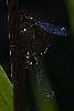 06_... accouplement d'Agrions élégants (Ischnura elegans) ...