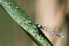 5_Cet Agrion jouvencelle mâle (Coenagrion puella) ne semble guère intéressé par cette profusion de larves ...
