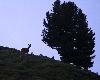 Au lever du jour, une biche (femelle du cerf) passe au sommet ...