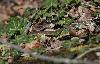 9_ Toujours au Moulin-de-vert, la superbe couleuvre d'Esculape (Zamenis longissimus), pouvant atteindre 160 cm !
