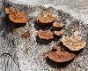 Des champignons poussent sur les troncs d'arbre coupés ...
