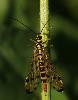 ... une Mouche Scorpion femelle ou Panorpe (Panorpa meridionalis F) ...
