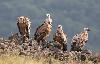 Animal social, le vautour fauve vit en groupe.