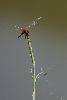 ... là, une magnifique adulte (Crocothemis erythraea) ... les moustiques ne sont pas trop présents!